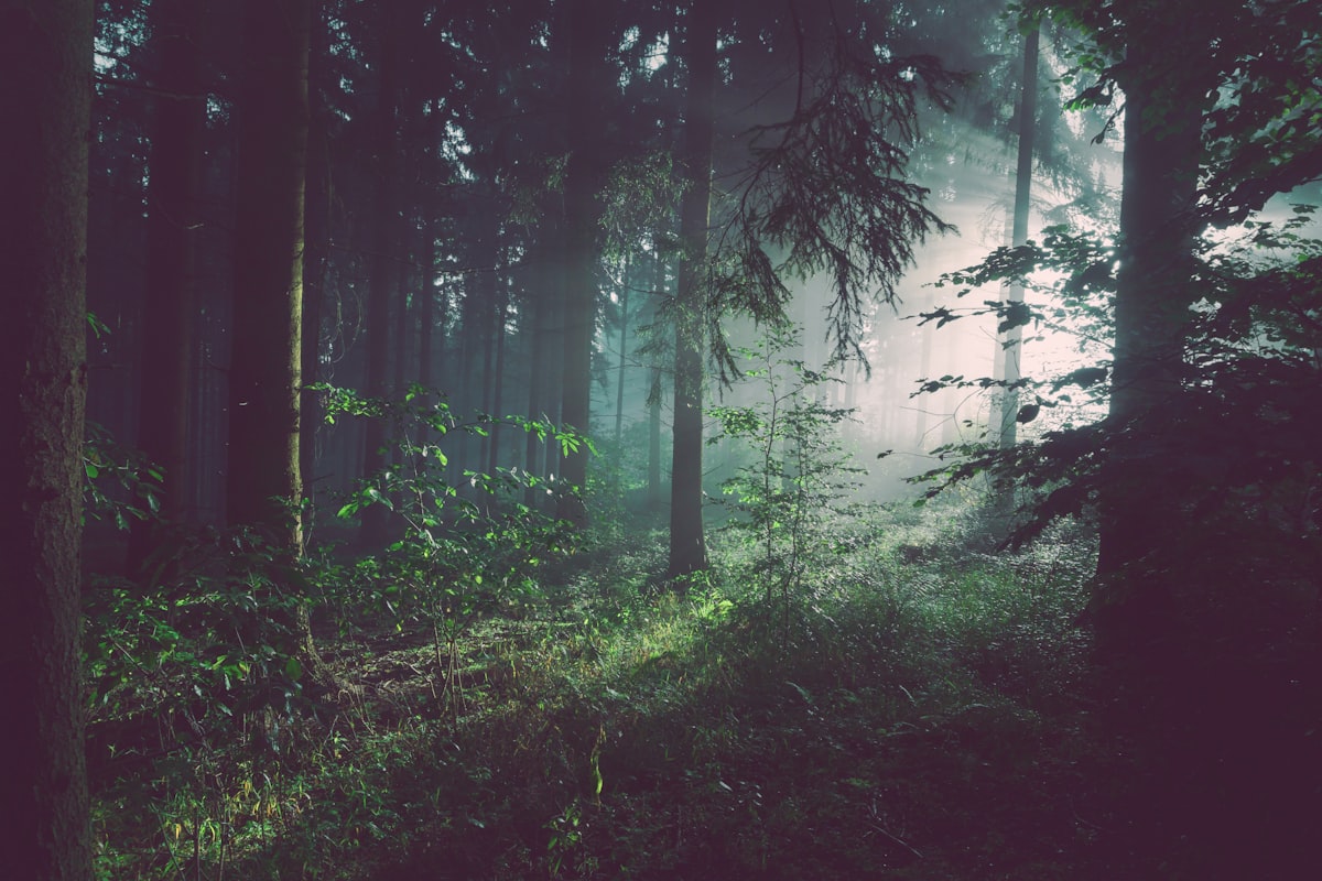 Nebliger Wald-Chase-Frame